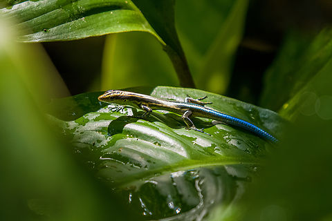 Pacific Bluetail Skink, Nimbokrang, Papua  Australia (continent),Emoia caeruleocauda,Geotagged,Indonesia,New Guinea,Nimbokrang,Pacific Bluetail Skink,Papua,Papua 2023,Spring,West Papua,Western New Guinea