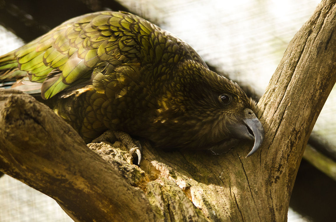 Kea (parrot) in Antwerpen zoo This bird is remarkable in a few ways. It is 1 of only 10 endemic birds in New Zealand. Throughout much of human history it has been killed on a large scale due to being considered a pest, the bird tends to feed on the back fat of cattle such as goats. Furthermore, it is the only alpine parrot in the world.<br />
<br />
The bird is very curious by nature and highly approachable. In a wildlife documentary I recently watched, it was claimed that due to its friendly nature and due to evolution not giving it any meaningful way of defending itself, it stands little chance to predators, human or animal, introduced or native. Where most animals that lack defensive tools follow a 'flee' strategy, this bird does the opposite. It is naively curious. Antwerpen,Belgium,Europe,Kea,Nestor notabilis