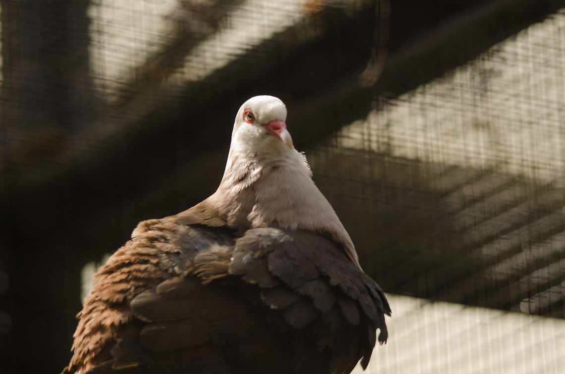 Pink Pigeon, Antwerpen Zoo Just stating Wikipedia, this is one of the rarest pigeons in the world. At their low, only 10 were left of them. Antwerpen,Belgium,Europe,Nesoenas mayeri,Pink Pigeon