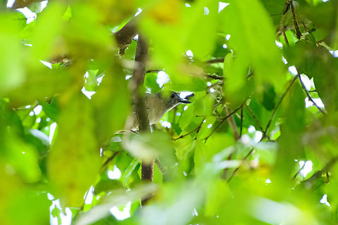 Arafura shrikethrush, Nimbokrang, Papua Obstructed and far away, but nevertheless an interesting bird. The species "Little shrikethrush" has been split into 7 species. This tentatively is the Arafura shrikethrush, but there's also a chance that it is the Mamberamo shrikethrush. Both occur in this area if we have to believe the scarce records available.

The latter would be exciting because it seems rarely/never photographed. Our guide Mehd is further looking into which of the 2 species it is.

Interesting bit about the (former) Little Shrikethrush is that it's highly poisonous, similar to poison dart frogs. Arafura shrikethrush,Australia (continent),Colluricincla megarhyncha,Geotagged,Indonesia,New Guinea,Nimbokrang,Papua,Papua 2023,Spring,West Papua,Western New Guinea