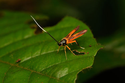 Orange Long-horned moth, Nimbokrang, Papua Similar species observed a few days earlier:
https://www.jungledragon.com/image/155344/long-horned_moth_nimbokrang_papua.html Australia (continent),Geotagged,Indonesia,New Guinea,Nimbokrang,Papua,Papua 2023,Spring,West Papua,Western New Guinea