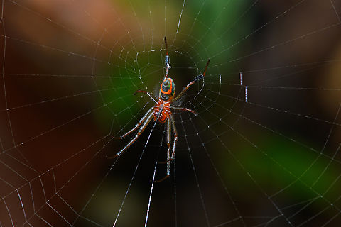 Leucauge grata - underside, Nimbokrang, Papua  Australia (continent),Geotagged,Indonesia,Leucauge grata,New Guinea,Nimbokrang,Papua,Papua 2023,Spring,West Papua,Western New Guinea