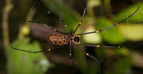 Nephila pilipes - underside, Nimbokrang, Papua  Australia (continent),Geotagged,Giant Golden Orbweaver,Indonesia,Nephila pilipes,New Guinea,Nimbokrang,Papua,Papua 2023,Spring,West Papua,Western New Guinea