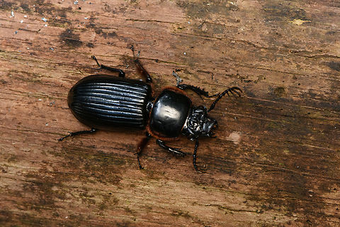 Patent-leather Beetle, Nimbokrang, Papua Patent-leather Beetles, Subfamily Passalinae. Australia (continent),Geotagged,Indonesia,New Guinea,Nimbokrang,Papua,Papua 2023,Spring,West Papua,Western New Guinea