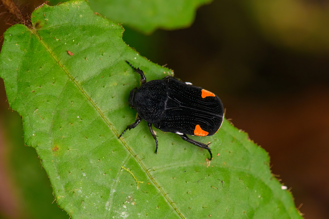 Flower/chafer beetle, Nimbokrang, Papua Might be Clinteria atra, but having some doubts. Australia (continent),Clinteria atra,Flower Chaffer,Geotagged,Indonesia,New Guinea,Nimbokrang,Papua,Papua 2023,Spring,West Papua,Western New Guinea