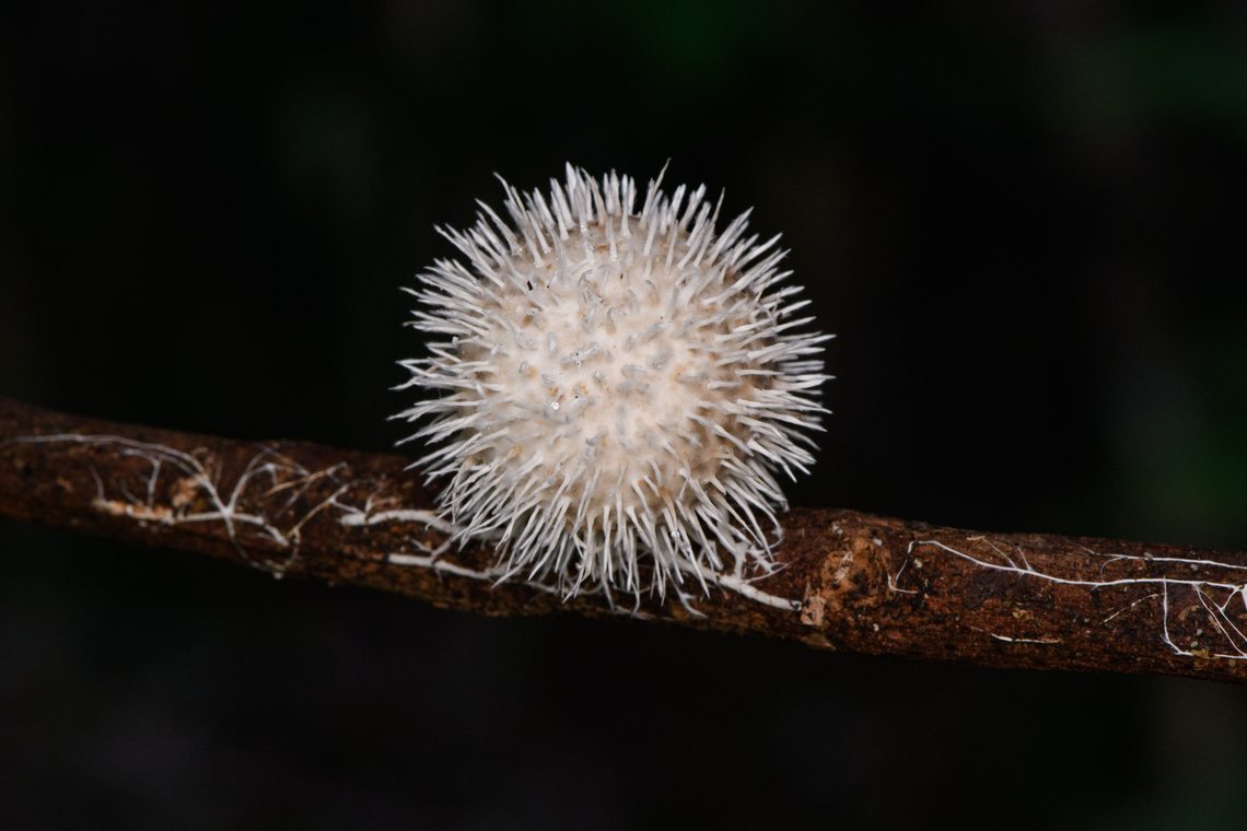 Fungus on sphere, Nimbokrang, Papua My guess is that this is a fruit infected by a particular fungus. Australia (continent),Geotagged,Indonesia,New Guinea,Nimbokrang,Papua,Papua 2023,Spring,West Papua,Western New Guinea