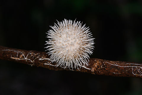 Fungus on sphere, Nimbokrang, Papua My guess is that this is a fruit infected by a particular fungus. Australia (continent),Geotagged,Indonesia,New Guinea,Nimbokrang,Papua,Papua 2023,Spring,West Papua,Western New Guinea