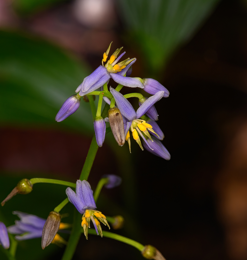 Cerulean Flaxlily, Nimbokrang, Papua  Australia (continent),Cerulean Flaxlily,Dianella ensifolia,Geotagged,Indonesia,New Guinea,Nimbokrang,Papua,Papua 2023,Spring,West Papua,Western New Guinea