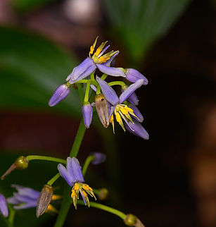 Cerulean Flaxlily, Nimbokrang, Papua  Australia (continent),Cerulean Flaxlily,Dianella ensifolia,Geotagged,Indonesia,New Guinea,Nimbokrang,Papua,Papua 2023,Spring,West Papua,Western New Guinea