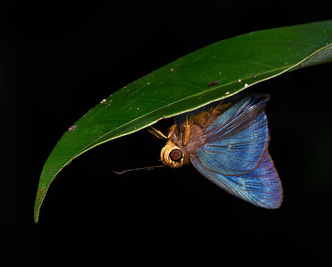 New Guinea Awl (Hasora celaenus), Nimbokrang, Papua A rarely photographed skipper. Unsure if beautiful or creepy. Australia (continent),Geotagged,Hasora celaenus,Indonesia,New Guinea,New Guinea Awl,Nimbokrang,Papua,Papua 2023,Spring,West Papua,Western New Guinea