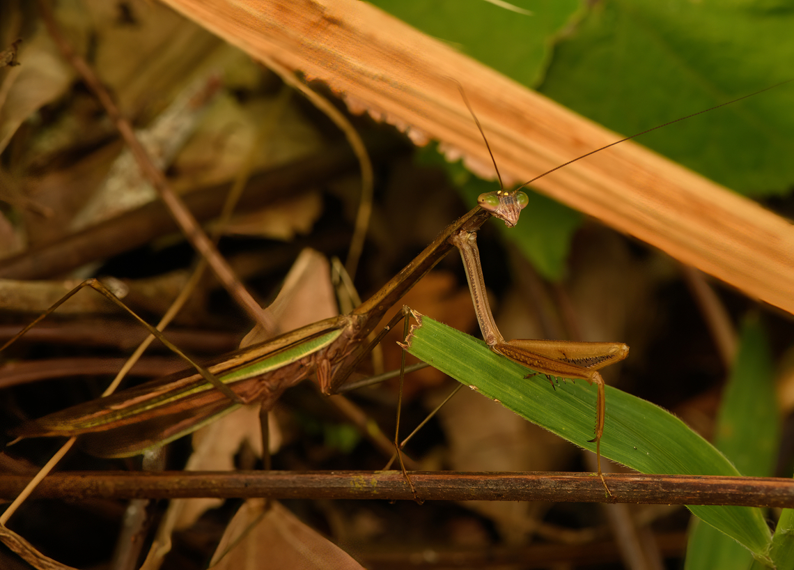 Tenodera blanchardi, Nimbokrang, Papua A very large species, exceptionally well camouflaged. The only reason I found it is because I spooked it when walking a path and saw where it landed. Australia (continent),Geotagged,Indonesia,New Guinea,Nimbokrang,Papua,Papua 2023,Spring,Tenodera blanchardi,West Papua,Western New Guinea