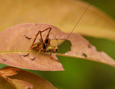 Katydid nymph on leaf, Nimbokrang, Papua  Australia (continent),Geotagged,Indonesia,New Guinea,Nimbokrang,Papua,Papua 2023,Spring,West Papua,Western New Guinea