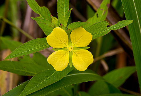 Mexican Primrose-Willow, Nimbokrang, Papua Introduced. Australia (continent),Geotagged,Indonesia,Ludwigia  octovalvis,Mexican Primrose-Willow,New Guinea,Nimbokrang,Papua,Papua 2023,Spring,West Papua,Western New Guinea