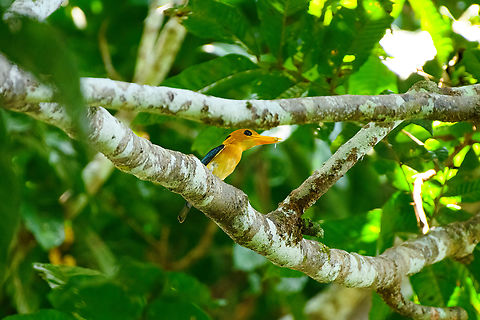 Yellow-billed Kingfisher, Nimbokrang, Papua  Australia (continent),Geotagged,Indonesia,New Guinea,Nimbokrang,Papua,Papua 2023,Spring,Syma torotoro,West Papua,Western New Guinea,yellow billed kingfisher