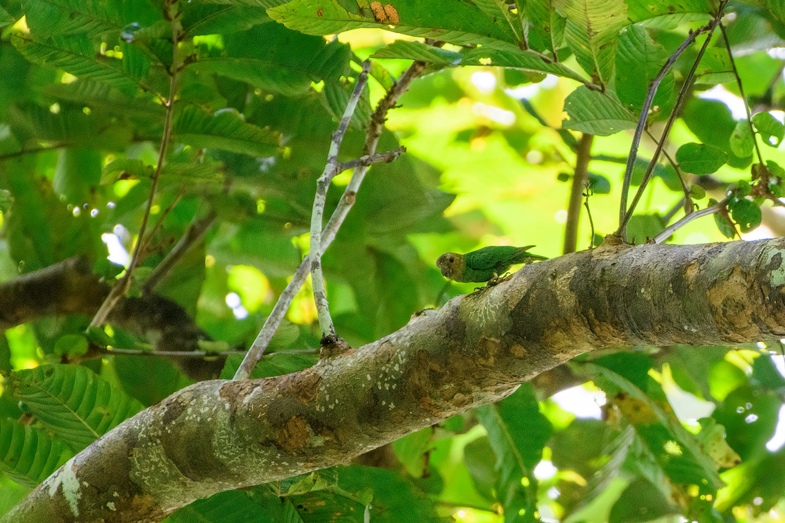 Buff-faced Pygmy-Parrot, Nimbokrang, Papua Impossibly tiny and fast. Like a treecreeper at 10 x speed. Australia (continent),Buff-faced pygmy parrot,Geotagged,Indonesia,Micropsitta pusio,New Guinea,Nimbokrang,Papua,Papua 2023,Spring,West Papua,Western New Guinea
