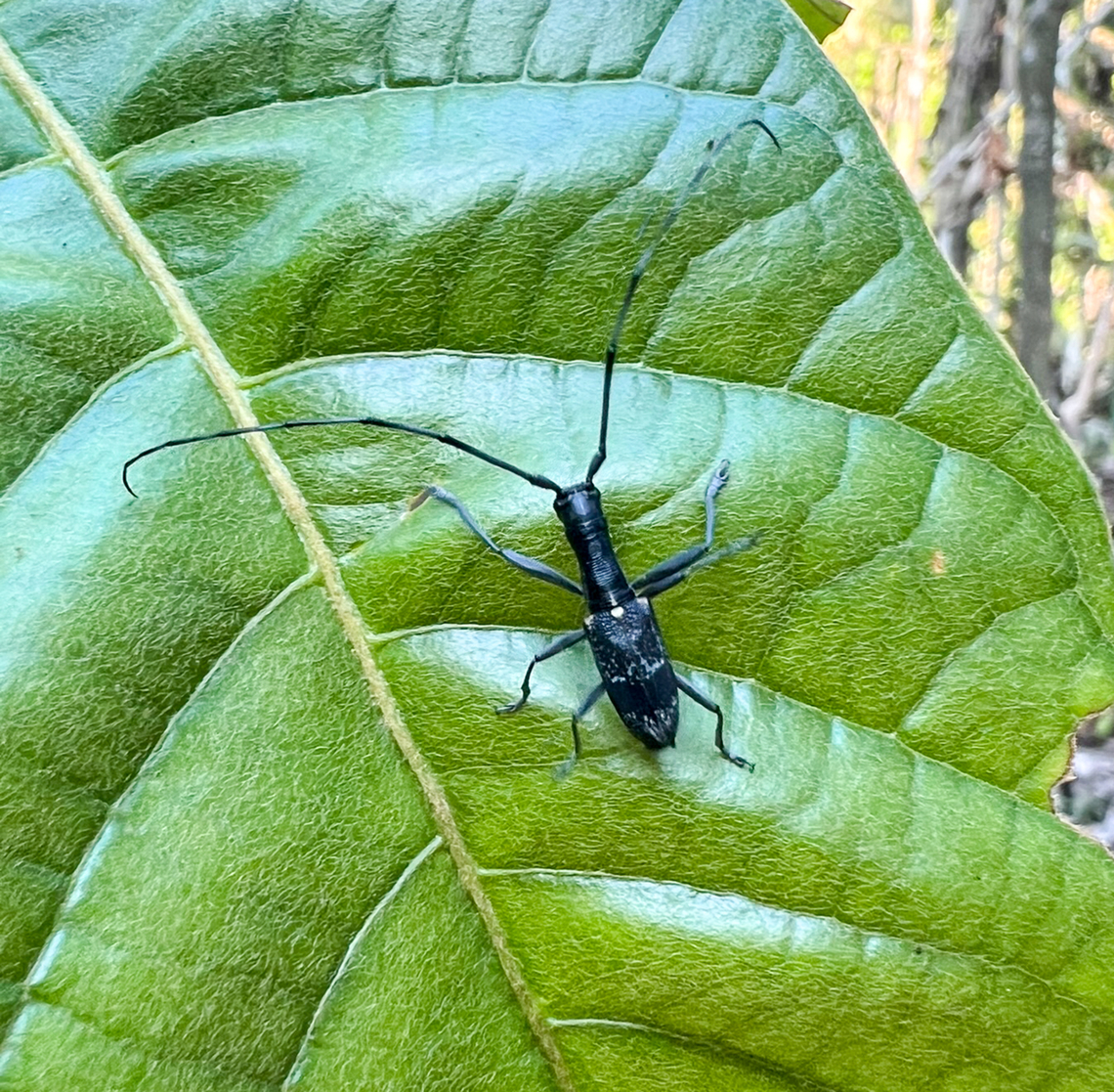Gnoma affinis, Nimbokrang, Papua Crappy smartphone shot, but a cool species. Australia (continent),Geotagged,Gnoma affinis,Indonesia,New Guinea,Nimbokrang,Papua,Papua 2023,Spring,West Papua,Western New Guinea