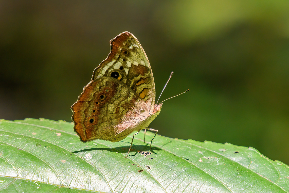 Junonia erigone, Nimbokrang, Papua  Australia (continent),Geotagged,Indonesia,Junonia erigone,New Guinea,Nimbokrang,Northern Argus,Papua,Papua 2023,Spring,West Papua,Western New Guinea