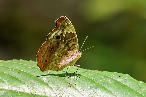 Junonia erigone, Nimbokrang, Papua  Australia (continent),Geotagged,Indonesia,Junonia erigone,New Guinea,Nimbokrang,Northern Argus,Papua,Papua 2023,Spring,West Papua,Western New Guinea