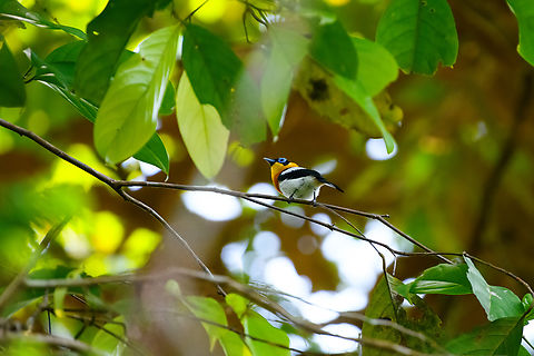 Ochre-collared Monarch, Jalan Korea, Papua Jalan Korea (Korean road) is a famous road for birders near Nimbokrang. It's an abandoned logging road originally cutting through a swamp forest. Today, "abandoned" doesn't apply as logging is renewed. Arses insularis,Australia (continent),Geotagged,Indonesia,New Guinea,Nimbokrang,Ochre-collared Monarch,Papua,Papua 2023,Spring,West Papua,Western New Guinea