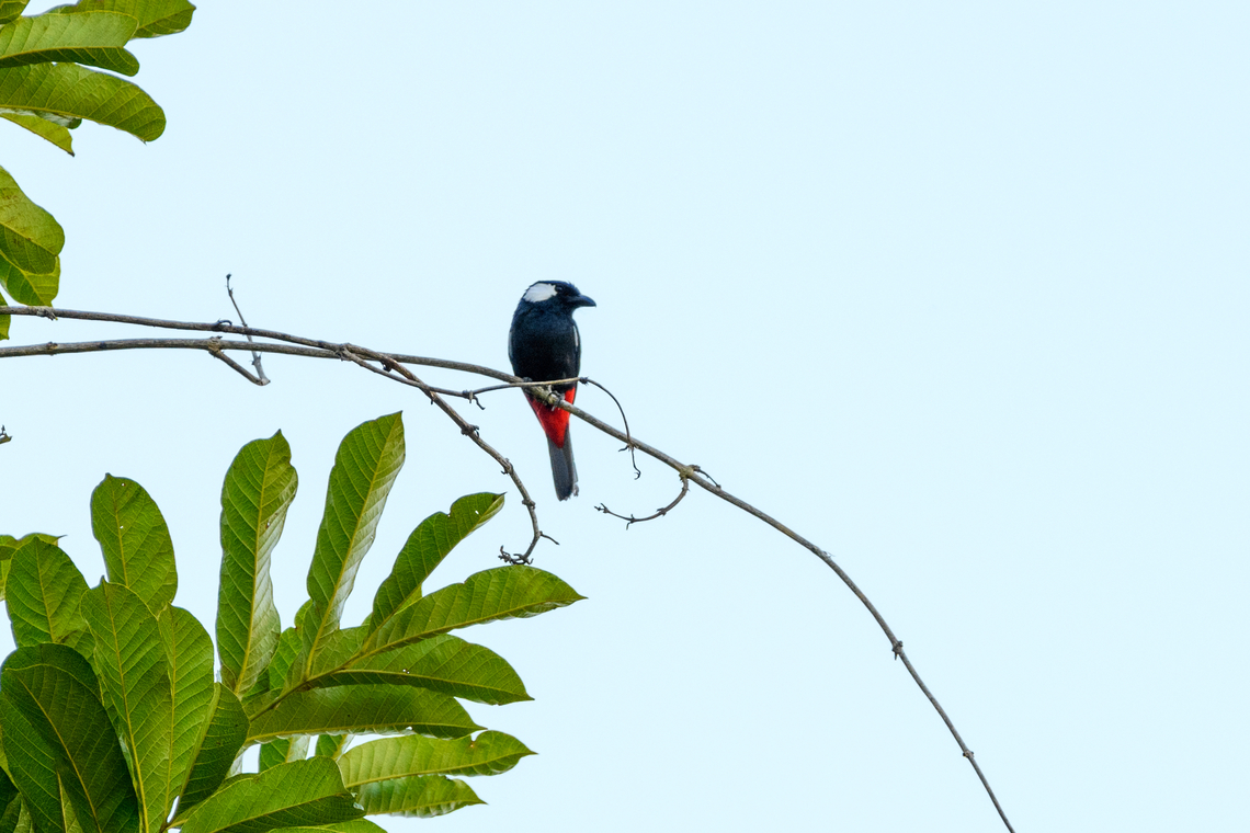 Lowland peltops, Jalan Korea, Papua <figure class="photo"><a href="https://www.jungledragon.com/image/156337/lowland_peltops_jalan_korea_papua.html" title="Lowland peltops, Jalan Korea, Papua"><img src="https://s3.amazonaws.com/media.jungledragon.com/images/2/156337_thumb.jpg?AWSAccessKeyId=05GMT0V3GWVNE7GGM1R2&Expires=1767225610&Signature=UtMZLQrvsTB3hnwKrplnh8vtado%3D" width="200" height="152" alt="Lowland peltops, Jalan Korea, Papua https://www.jungledragon.com/image/156336/lowland_peltops_jalan_korea_papua.html Australia (continent),Geotagged,Indonesia,Lowland peltops,New Guinea,Nimbokrang,Papua,Papua 2023,Peltops blainvillii,Spring,West Papua,Western New Guinea" /></a></figure> Australia (continent),Geotagged,Indonesia,Lowland peltops,New Guinea,Nimbokrang,Papua,Papua 2023,Peltops blainvillii,Spring,West Papua,Western New Guinea