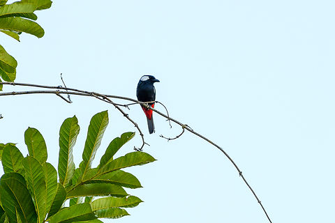 Lowland peltops, Jalan Korea, Papua https://www.jungledragon.com/image/156337/lowland_peltops_jalan_korea_papua.html Australia (continent),Geotagged,Indonesia,Lowland peltops,New Guinea,Nimbokrang,Papua,Papua 2023,Peltops blainvillii,Spring,West Papua,Western New Guinea