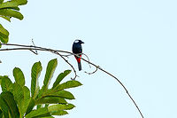 Lowland peltops, Jalan Korea, Papua https://www.jungledragon.com/image/156337/lowland_peltops_jalan_korea_papua.html Australia (continent),Geotagged,Indonesia,Lowland peltops,New Guinea,Nimbokrang,Papua,Papua 2023,Peltops blainvillii,Spring,West Papua,Western New Guinea