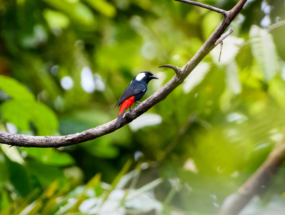 Lowland peltops, Jalan Korea, Papua <figure class="photo"><a href="https://www.jungledragon.com/image/156336/lowland_peltops_jalan_korea_papua.html" title="Lowland peltops, Jalan Korea, Papua"><img src="https://s3.amazonaws.com/media.jungledragon.com/images/2/156336_thumb.jpg?AWSAccessKeyId=05GMT0V3GWVNE7GGM1R2&Expires=1763596810&Signature=xbN0AGHg7TF%2BM2KhaqNUsmccQ3Q%3D" width="200" height="134" alt="Lowland peltops, Jalan Korea, Papua https://www.jungledragon.com/image/156337/lowland_peltops_jalan_korea_papua.html Australia (continent),Geotagged,Indonesia,Lowland peltops,New Guinea,Nimbokrang,Papua,Papua 2023,Peltops blainvillii,Spring,West Papua,Western New Guinea" /></a></figure> Australia (continent),Geotagged,Indonesia,Lowland peltops,New Guinea,Nimbokrang,Papua,Papua 2023,Peltops blainvillii,Spring,West Papua,Western New Guinea