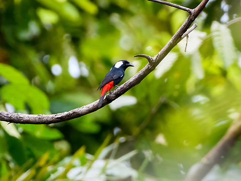 Lowland peltops, Jalan Korea, Papua https://www.jungledragon.com/image/156336/lowland_peltops_jalan_korea_papua.html Australia (continent),Geotagged,Indonesia,Lowland peltops,New Guinea,Nimbokrang,Papua,Papua 2023,Peltops blainvillii,Spring,West Papua,Western New Guinea