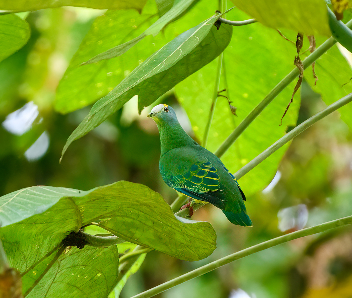 Coroneted fruit dove, Jalan Korea, Papua Funny backstory is that our local guide kept pointing to a spot in the canopy but I failed to see any bird. Not using a laser pointer, not using binoculars. Out of politeness I just took a photo of the spot. Only after deeply zooming into the photo did I discover this dove. Australia (continent),Coroneted fruit dove,Geotagged,Indonesia,New Guinea,Nimbokrang,Papua,Papua 2023,Ptilinopus coronulatus,Spring,West Papua,Western New Guinea
