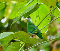 Coroneted fruit dove, Jalan Korea, Papua Funny backstory is that our local guide kept pointing to a spot in the canopy but I failed to see any bird. Not using a laser pointer, not using binoculars. Out of politeness I just took a photo of the spot. Only after deeply zooming into the photo did I discover this dove. Australia (continent),Coroneted fruit dove,Geotagged,Indonesia,New Guinea,Nimbokrang,Papua,Papua 2023,Ptilinopus coronulatus,Spring,West Papua,Western New Guinea