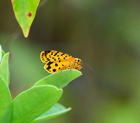 Argina astrea, Jalan Korea, Papua  Argina astrea,Australia (continent),Crotalaria podborer,Geotagged,Indonesia,New Guinea,Nimbokrang,Papua,Papua 2023,Spring,West Papua,Western New Guinea