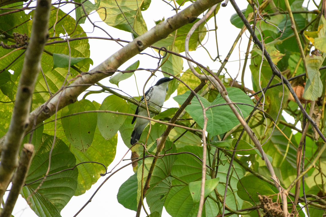 Black-browed Triller, Jalan Korea, Papua  Australia (continent),Black-browed triller,Geotagged,Indonesia,Lalage atrovirens,New Guinea,Nimbokrang,Papua,Papua 2023,Spring,West Papua,Western New Guinea