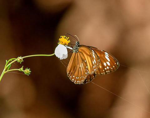 Danaus affinis, Jalan Korea, Papua  Australia (continent),Danaus affinis,Geotagged,Indonesia,Mangrove tiger,New Guinea,Nimbokrang,Papua,Papua 2023,Spring,West Papua,Western New Guinea