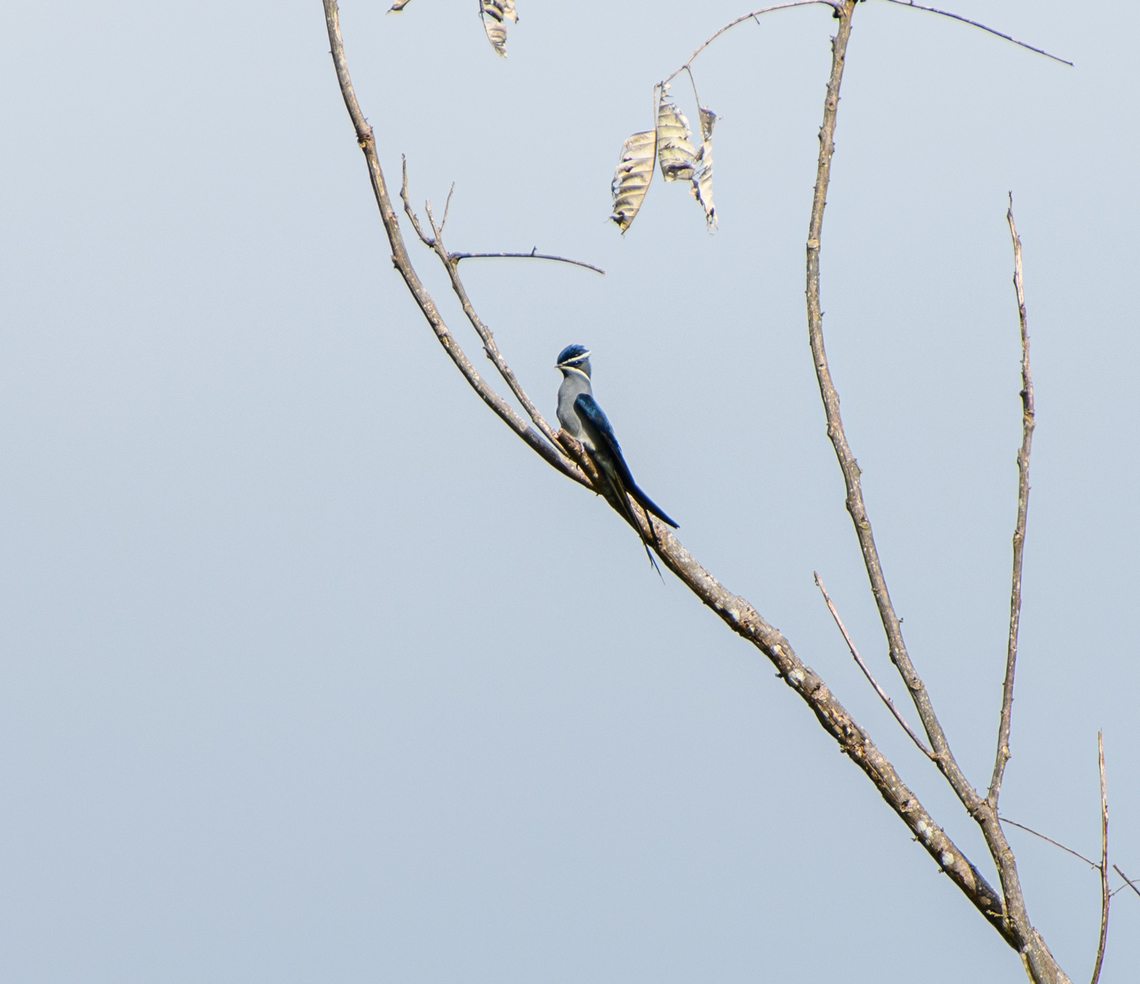 Moustached Treeswift, Jalan Korea, Papua Largest treeswift in the the world. Australia (continent),Geotagged,Hemiprocne mystacea,Indonesia,Moustached treeswift,New Guinea,Nimbokrang,Papua,Papua 2023,Spring,West Papua,Western New Guinea