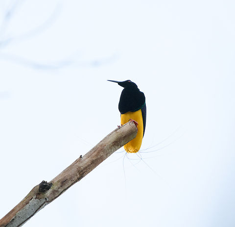 Twelve-wired bird-of-paradise, Jalan Korea, Papua Second observation of this bird-of-paradise, this time without a female around. Australia (continent),Geotagged,Indonesia,New Guinea,Nimbokrang,Papua,Papua 2023,Seleucidis melanoleucus,Spring,Twelve-wired bird-of-paradise,West Papua,Western New Guinea