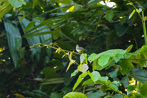 Grey whistler, Jalan Korea, Papua Horrific photo, but the only one I have of this species. Australia (continent),Geotagged,Grey whistler,Indonesia,New Guinea,Nimbokrang,Pachycephala simplex,Papua,Papua 2023,Spring,West Papua,Western New Guinea
