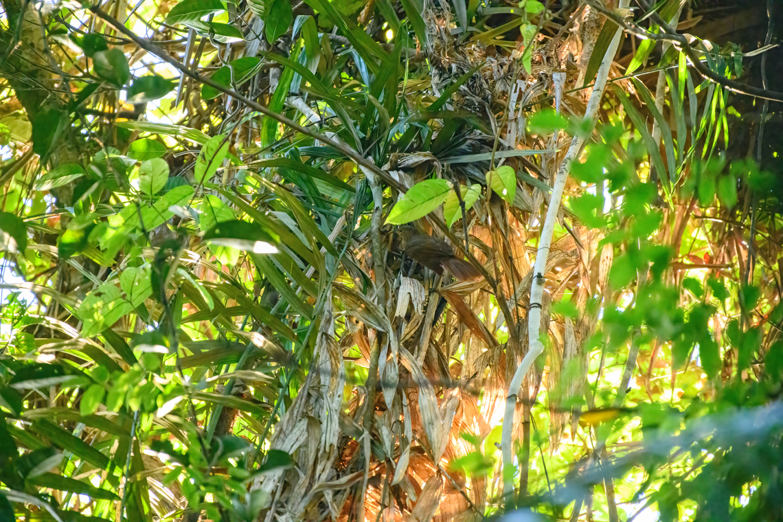 Papuan babbler, Jalan Korea, Papua  Australia (continent),Garritornis isidorei,Geotagged,Indonesia,New Guinea,Nimbokrang,Papua,Papua 2023,Papuan babbler,Spring,West Papua,Western New Guinea