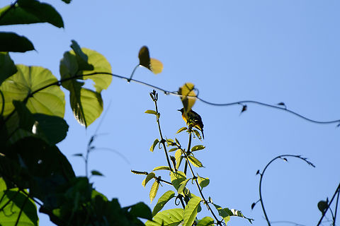 Golden monarch, Jalan Korea, Papua Bad photo, just adding it for personal record keeping. Australia (continent),Carterornis chrysomela,Geotagged,Golden monarch,Indonesia,New Guinea,Nimbokrang,Papua,Papua 2023,Spring,West Papua,Western New Guinea