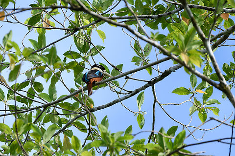 Rufous-bellied Kookaburra, Jalang Korea, Papua  Australia (continent),Dacelo gaudichaud,Geotagged,Indonesia,New Guinea,Nimbokrang,Papua,Papua 2023,Rufous-bellied Kookaburra,Spring,West Papua,Western New Guinea