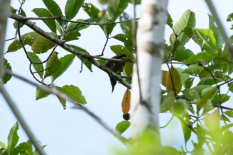 Black sunbird, Jalang Korea, Papua  Australia (continent),Black sunbird,Geotagged,Indonesia,Leptocoma sericea,New Guinea,Nimbokrang,Papua,Papua 2023,Spring,West Papua,Western New Guinea