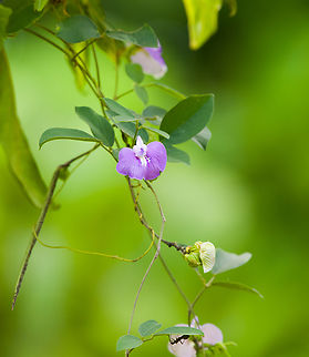 Centrosema molle, Jalang Korea, Papua  Australia (continent),Centrosema molle,Geotagged,Indonesia,New Guinea,Nimbokrang,Papua,Papua 2023,Soft Butterfly-Pea,Spring,West Papua,Western New Guinea