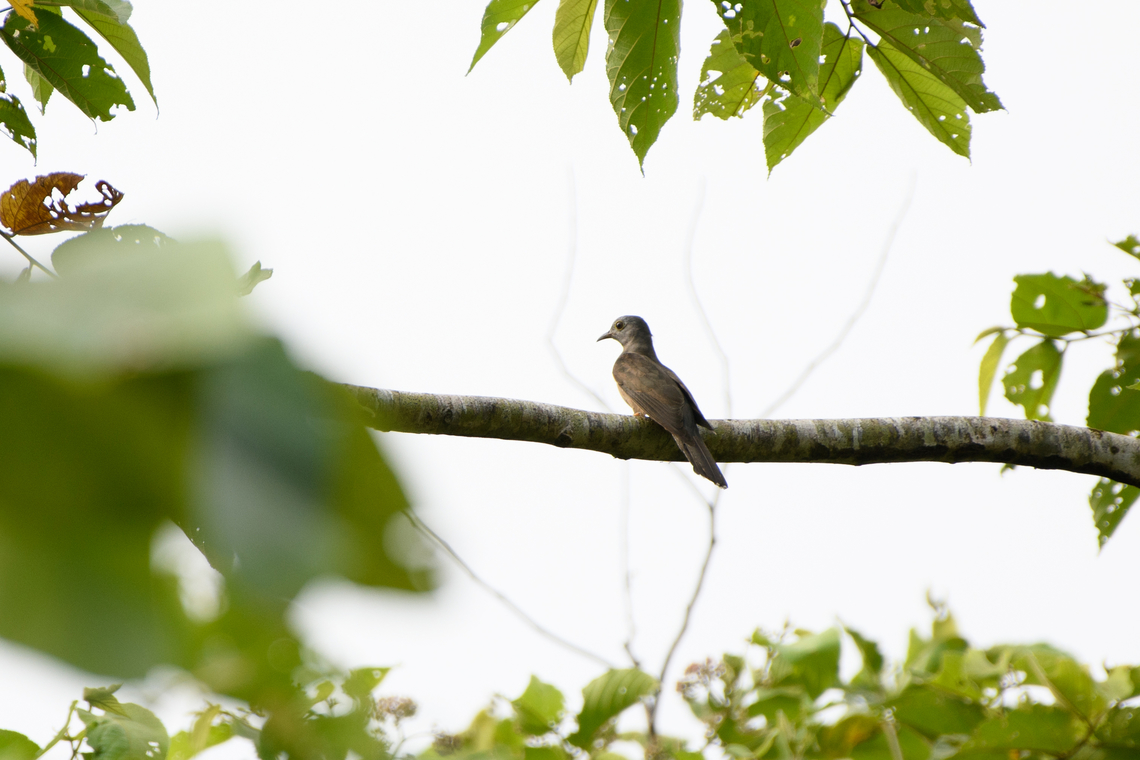 Brush cuckoo, Jalang Korea, Papua  Australia (continent),Brush cuckoo,Cacomantis variolosus,Geotagged,Indonesia,New Guinea,Nimbokrang,Papua,Papua 2023,Spring,West Papua,Western New Guinea