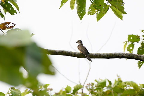 Brush cuckoo, Jalang Korea, Papua  Australia (continent),Brush cuckoo,Cacomantis variolosus,Geotagged,Indonesia,New Guinea,Nimbokrang,Papua,Papua 2023,Spring,West Papua,Western New Guinea
