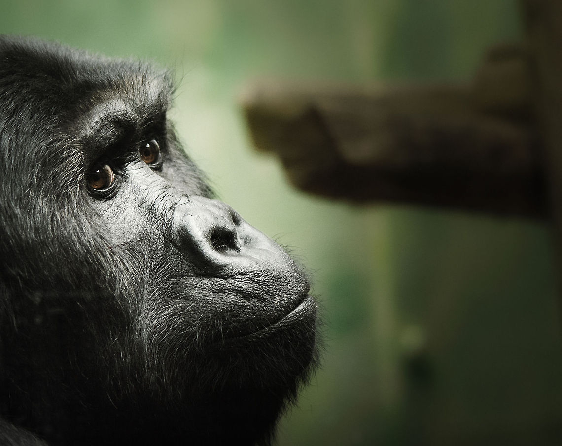 Amahoro, Eastern LowLand Gorilla I&#039;m excited to introduce you to Amahoro, a 24 year old female Eastern Lowland Gorilla. She is special for being only one of 2 Eastern Lowland Gorillas living in captivity in the entire world, both situated in the Antwerp Zoo. Wikipedia even mentions there is only one, but I believe that information is outdated.<br />
<br />
Have a deep look into her friendly eyes, and weep that there are only 5,000 of her brothers and sisters still living in the wild. Antwerpen,Belgium,Eastern lowland gorilla,Europe,Gorilla beringei graueri