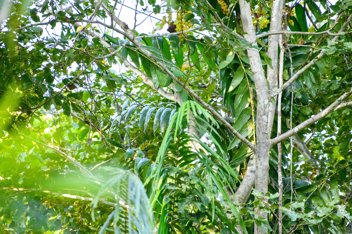 Coroneted fruit dove - scene, Jalan Korea, Papua <figure class="photo"><a href="https://www.jungledragon.com/image/156338/coroneted_fruit_dove_jalan_korea_papua.html" title="Coroneted fruit dove, Jalan Korea, Papua"><img src="https://s3.amazonaws.com/media.jungledragon.com/images/2/156338_thumb.jpg?AWSAccessKeyId=05GMT0V3GWVNE7GGM1R2&Expires=1769040010&Signature=7gsJweSLMvFBwmkZTMKbVYgL9Uc%3D" width="200" height="170" alt="Coroneted fruit dove, Jalan Korea, Papua Funny backstory is that our local guide kept pointing to a spot in the canopy but I failed to see any bird. Not using a laser pointer, not using binoculars. Out of politeness I just took a photo of the spot. Only after deeply zooming into the photo did I discover this dove. Australia (continent),Coroneted fruit dove,Geotagged,Indonesia,New Guinea,Nimbokrang,Papua,Papua 2023,Ptilinopus coronulatus,Spring,West Papua,Western New Guinea" /></a></figure> Australia (continent),Coroneted fruit dove,Geotagged,Indonesia,New Guinea,Nimbokrang,Papua,Papua 2023,Ptilinopus coronulatus,Spring,West Papua,Western New Guinea
