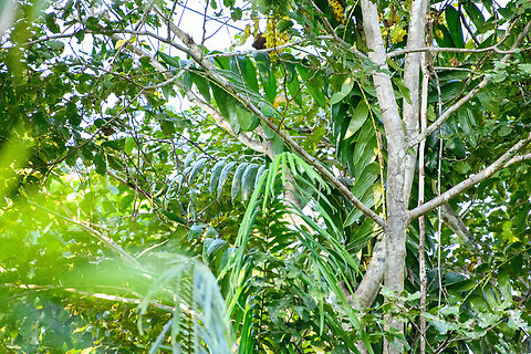 Coroneted fruit dove - scene, Jalan Korea, Papua https://www.jungledragon.com/image/156338/coroneted_fruit_dove_jalan_korea_papua.html Australia (continent),Coroneted fruit dove,Geotagged,Indonesia,New Guinea,Nimbokrang,Papua,Papua 2023,Ptilinopus coronulatus,Spring,West Papua,Western New Guinea