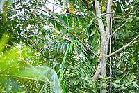 Coroneted fruit dove - scene, Jalan Korea, Papua https://www.jungledragon.com/image/156338/coroneted_fruit_dove_jalan_korea_papua.html Australia (continent),Coroneted fruit dove,Geotagged,Indonesia,New Guinea,Nimbokrang,Papua,Papua 2023,Ptilinopus coronulatus,Spring,West Papua,Western New Guinea