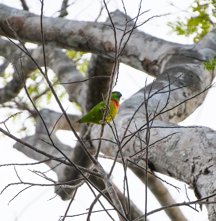 Salvadori's Fig-Parrot, Nimbokrang, Papua A very local fig-parrot. Australia (continent),Geotagged,Indonesia,New Guinea,Nimbokrang,Papua,Papua 2023,Psittaculirostris salvadorii,Salvadoris fig parrot,Spring,West Papua,Western New Guinea