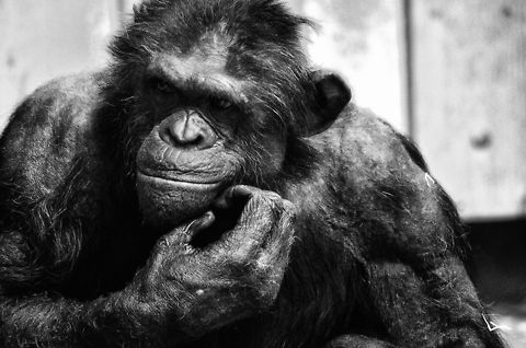 Chimpanzee ready for war, Antwerpen Zoo The Antwerpen Zoo has a group of chimps from various walks of life. Some were born in captivity, others used to be held as a pet. As a result of the mixing of these chimps, a true chimp war has erupted, an epic power struggle within the group, paired with violence. Such a war does not require a lot of governance from humans, it is a natural balancing act where violence is not used to kill, it is used to establish hierarchy only. 

This particular chimp to me looks like a victor of the war. Antwerpen,Belgium,Common chimpanzee,Europe,Pan troglodytes