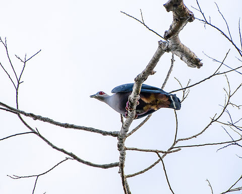 Pinon's Imperial-Pigeon, Nimbokrang, Papua  Australia (continent),Ducula pinon,Geotagged,Indonesia,New Guinea,Nimbokrang,Papua,Papua 2023,Pinons imperial pigeon,Spring,West Papua,Western New Guinea
